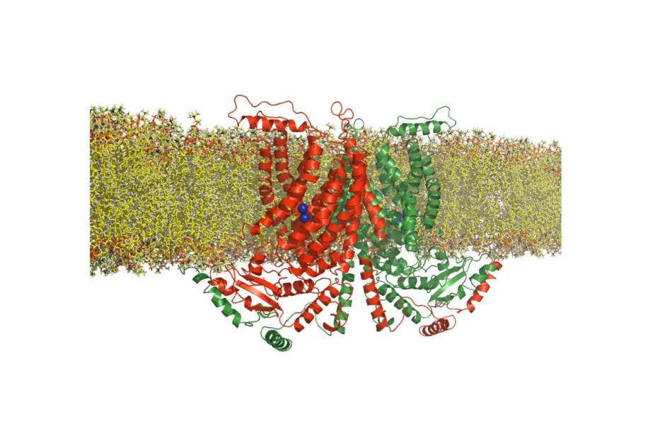 nha-lipid3
