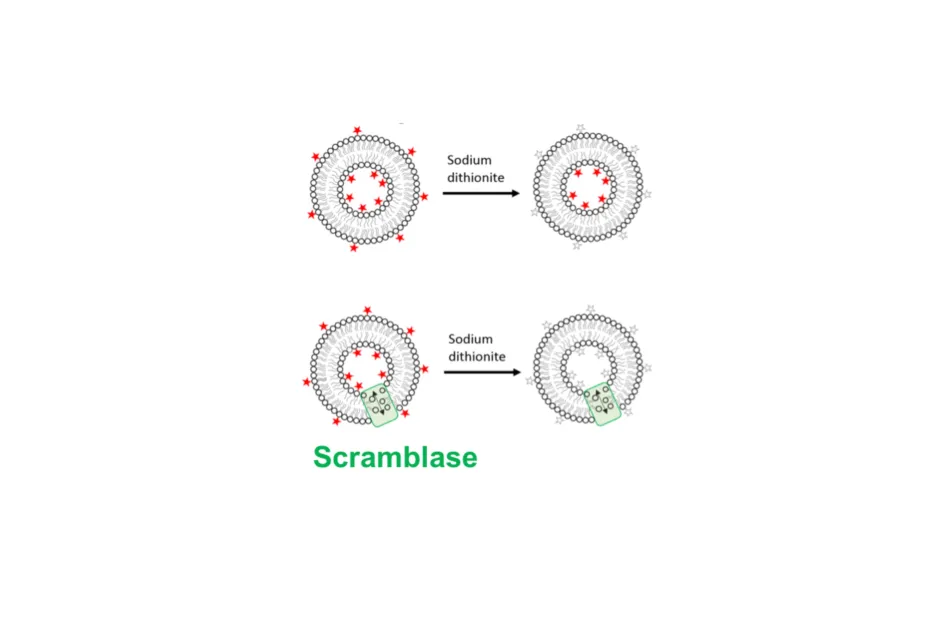Scrambling assay