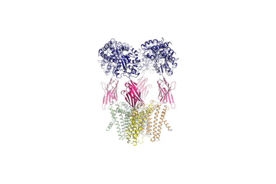 Structural basis for ion selectivity in TMEM175 K+ channels