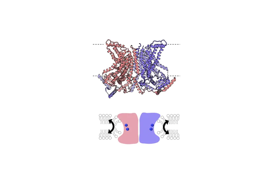 The first structure of a genuine scramblase.png