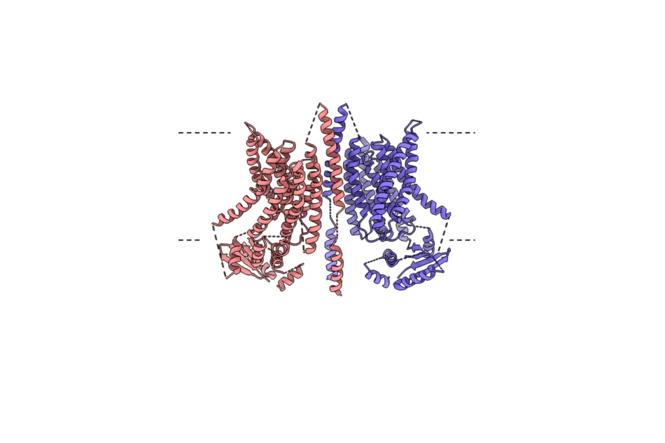 The first structure of a TMEM16 scramblase