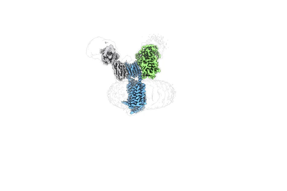 Tetanus neurotoxin binding to SV2A