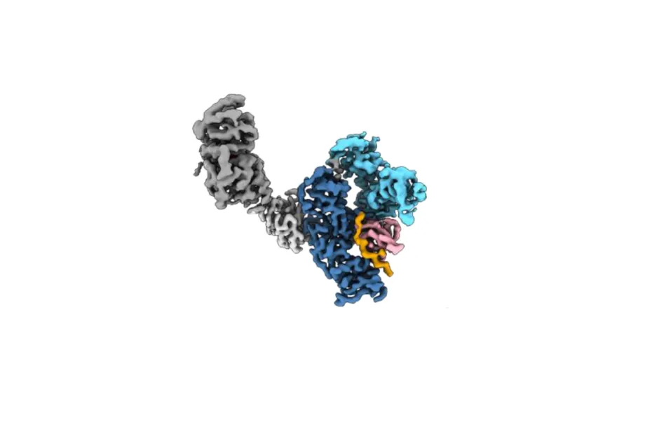  Themis and Grb2 form a constitutive structural hub in T cell receptor signalling