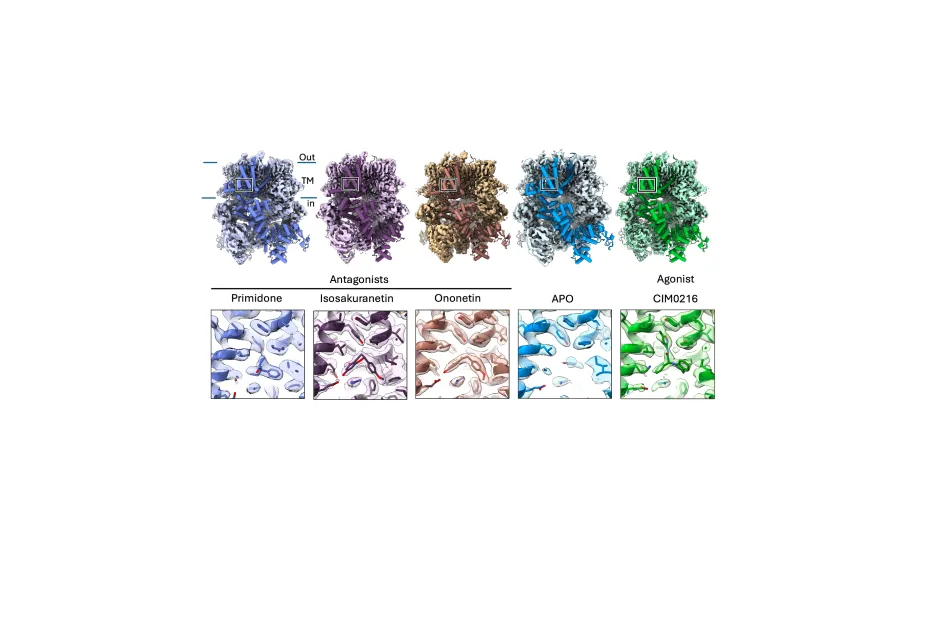 TRPM3_(ant)agonists